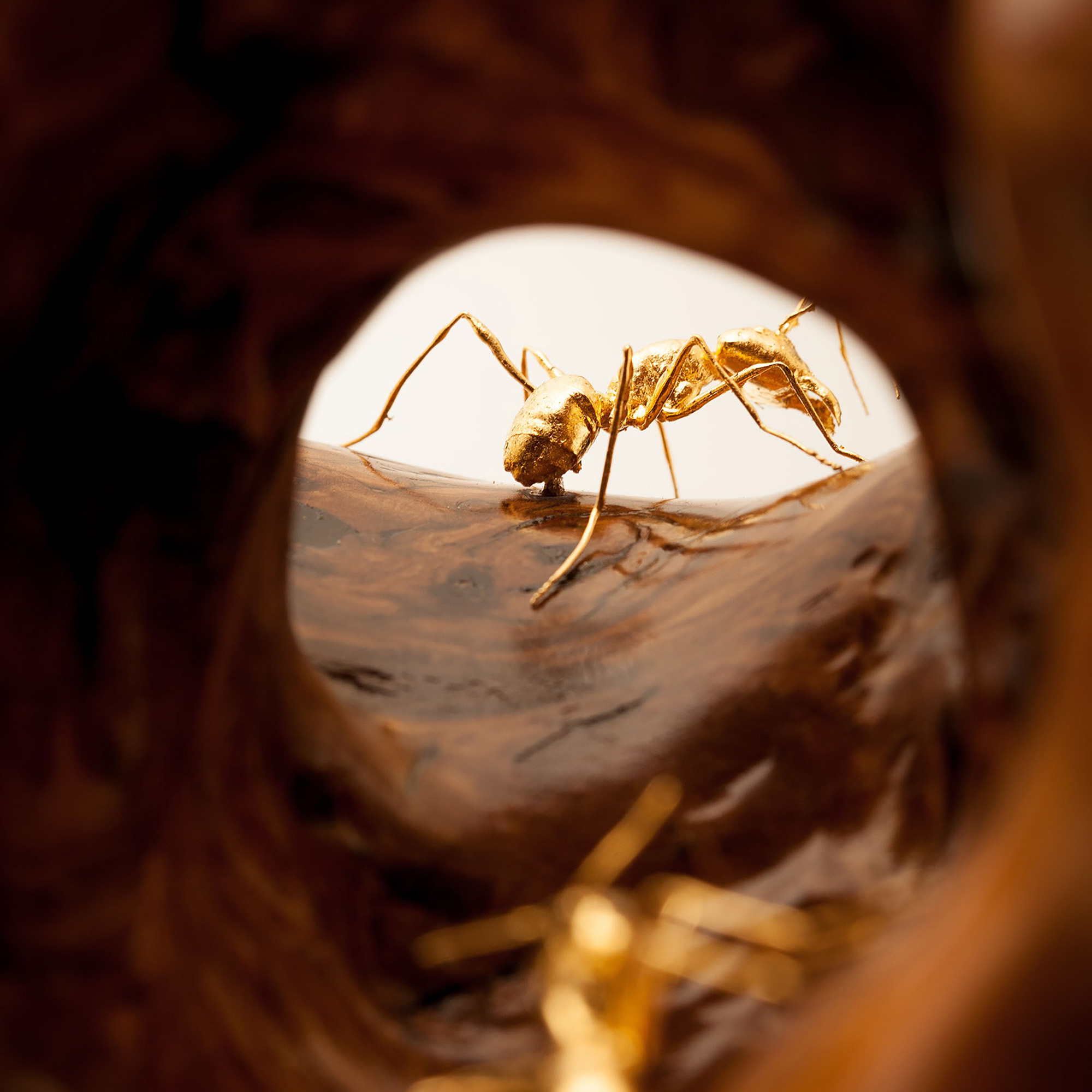 Anatomia Camponotus Invictus I